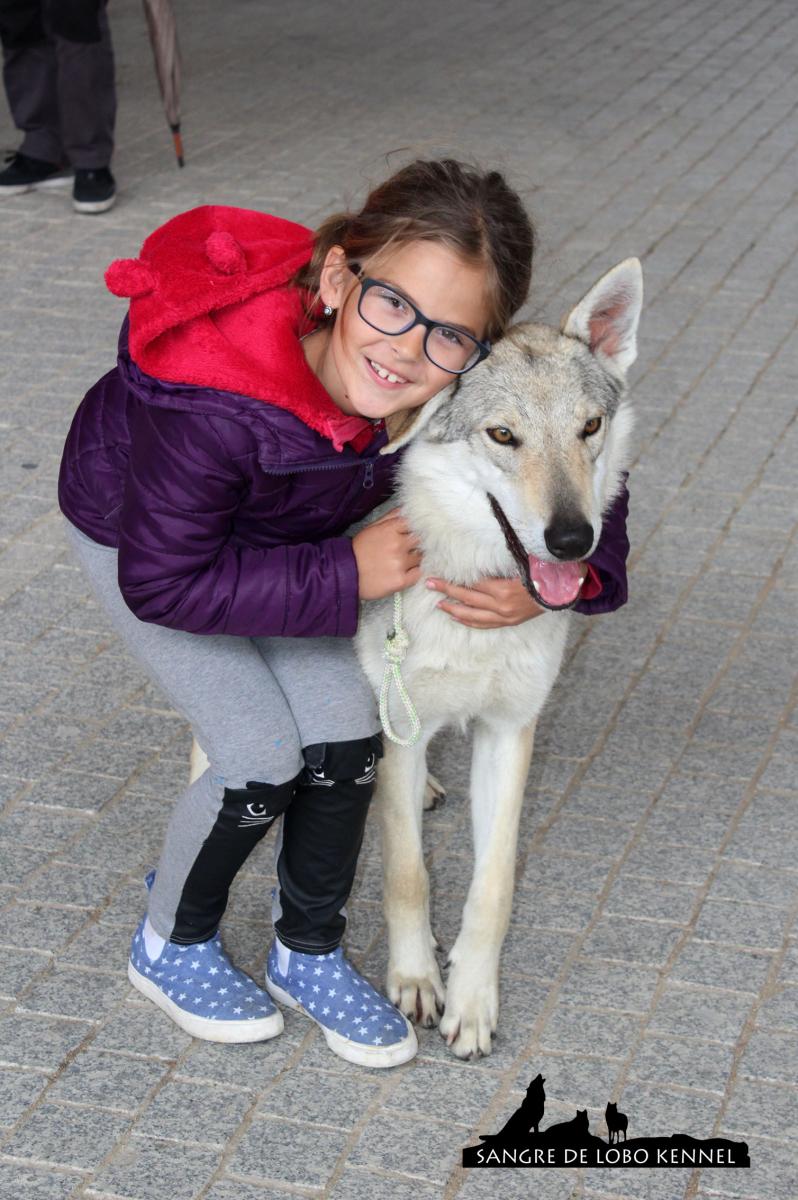 perro_lobo_checoslovaco_sangre_de_lobo_kennel_exposicion_dogshow_castilla_la_mancha_2016_06