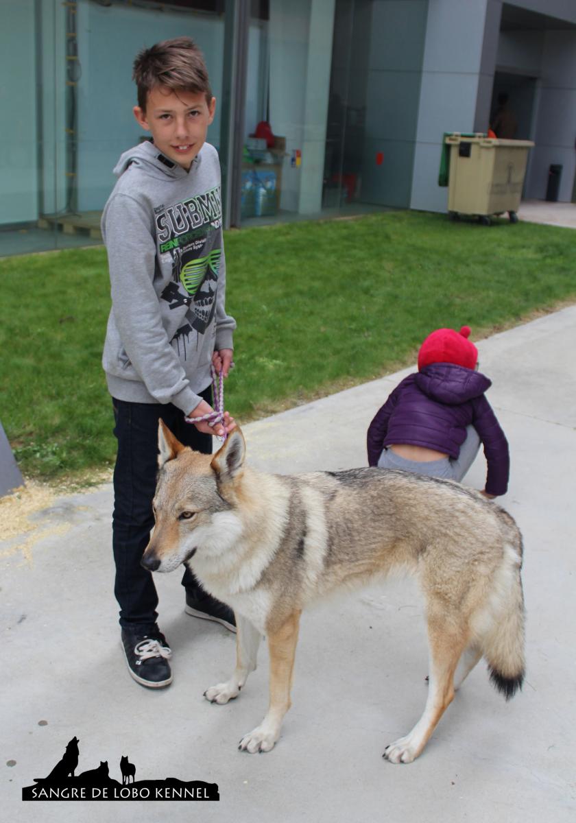 perro_lobo_checoslovaco_sangre_de_lobo_kennel_exposicion_dogshow_castilla_la_mancha_2016_08