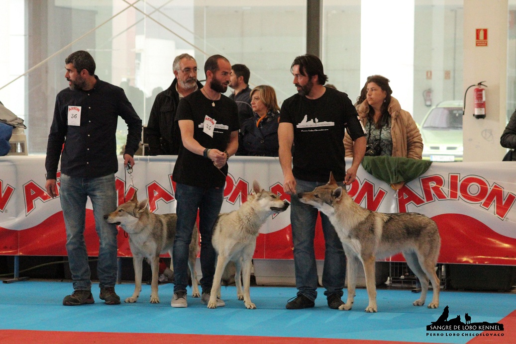 perro_lobo_checoslovaco_sangre_de_lobo_kennel_exposicion_dogshow_castilla_la_mancha_2016_09