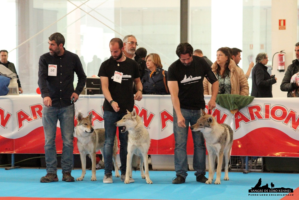 perro_lobo_checoslovaco_sangre_de_lobo_kennel_exposicion_dogshow_castilla_la_mancha_2016_10