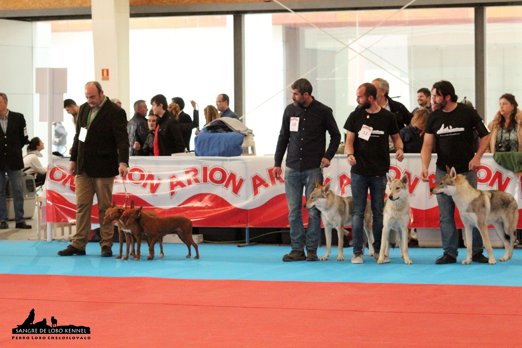 perro_lobo_checoslovaco_sangre_de_lobo_kennel_exposicion_dogshow_castilla_la_mancha_2016_11