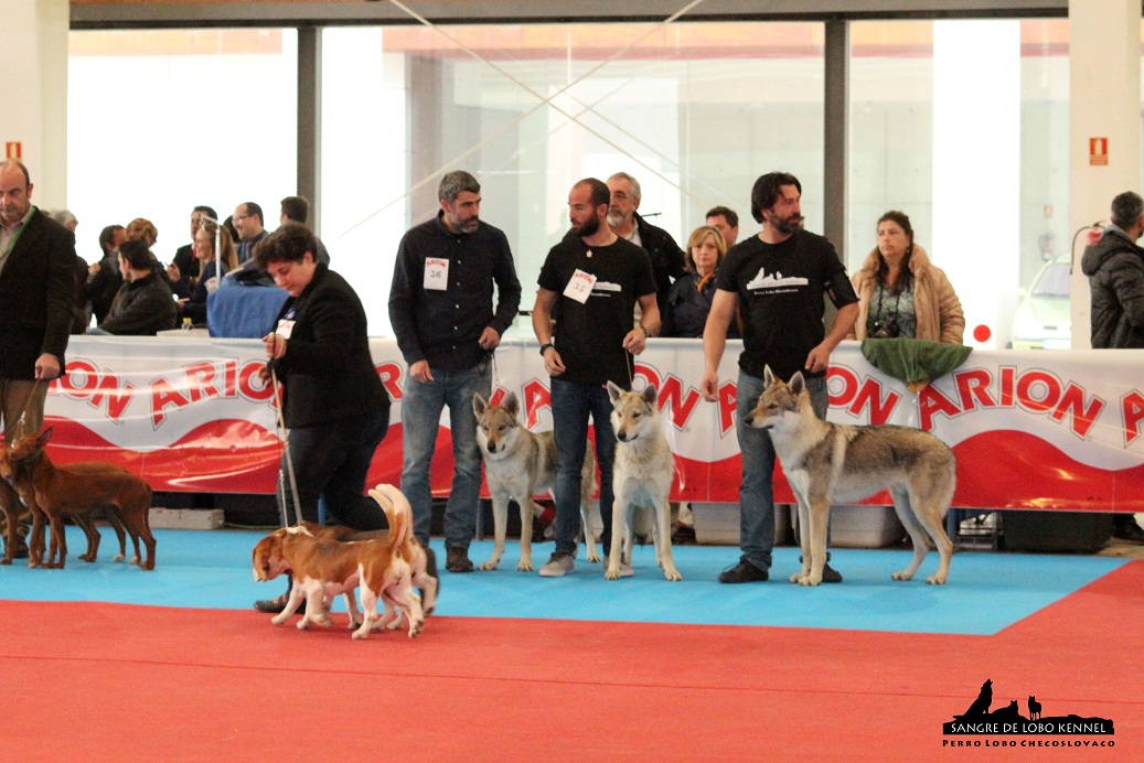 perro_lobo_checoslovaco_sangre_de_lobo_kennel_exposicion_dogshow_castilla_la_mancha_2016_12