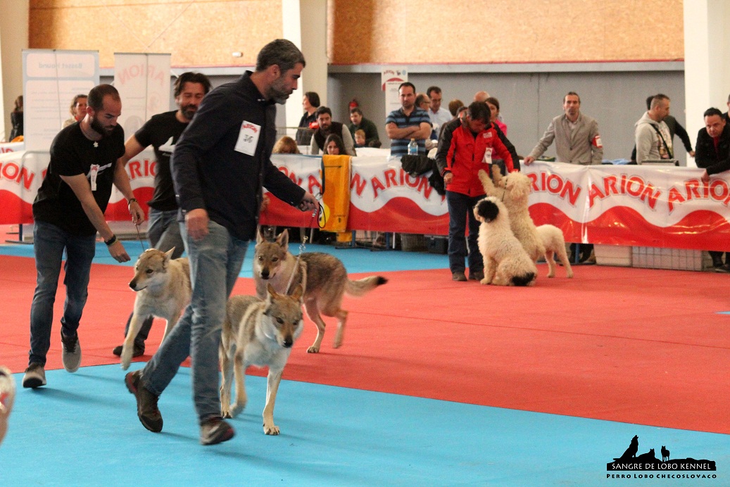 perro_lobo_checoslovaco_sangre_de_lobo_kennel_exposicion_dogshow_castilla_la_mancha_2016_13