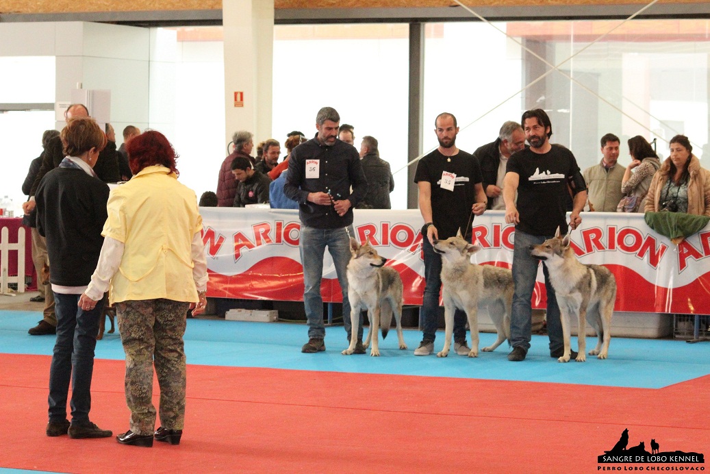 perro_lobo_checoslovaco_sangre_de_lobo_kennel_exposicion_dogshow_castilla_la_mancha_2016_14