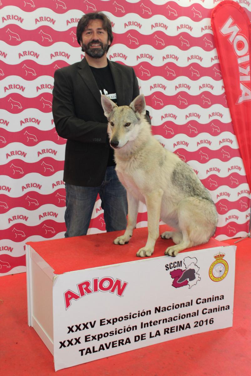 perro_lobo_checoslovaco_sangre_de_lobo_kennel_exposicion_dogshow_castilla_la_mancha_2016_15