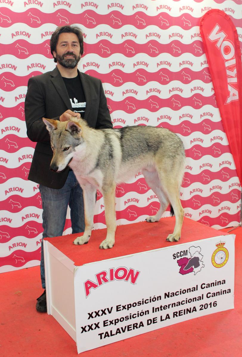 perro_lobo_checoslovaco_sangre_de_lobo_kennel_exposicion_dogshow_castilla_la_mancha_2016_17