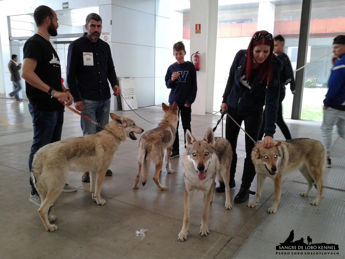 perro_lobo_checoslovaco_sangre_de_lobo_kennel_exposicion_dogshow_castilla_la_mancha_2016_19