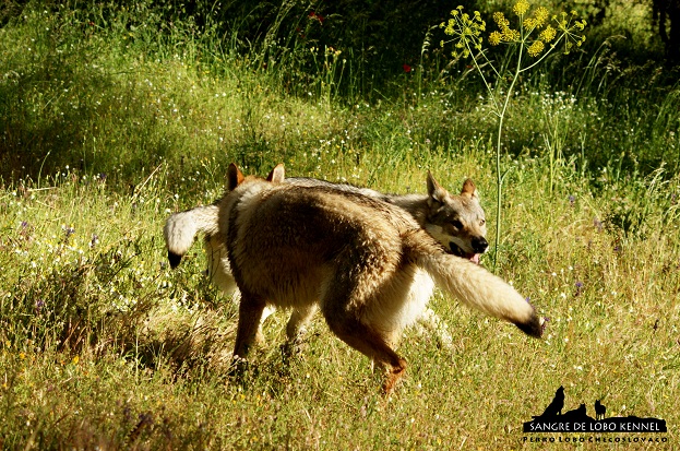 perro_lobo_checoslovaco_sangre_de_lobo_kennel_primavera_lago_mononoke_02