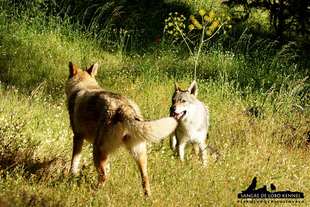 perro_lobo_checoslovaco_sangre_de_lobo_kennel_primavera_lago_mononoke_03