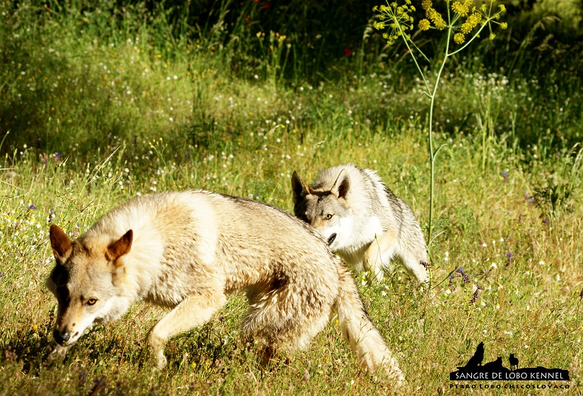 perro_lobo_checoslovaco_sangre_de_lobo_kennel_primavera_lago_mononoke_04