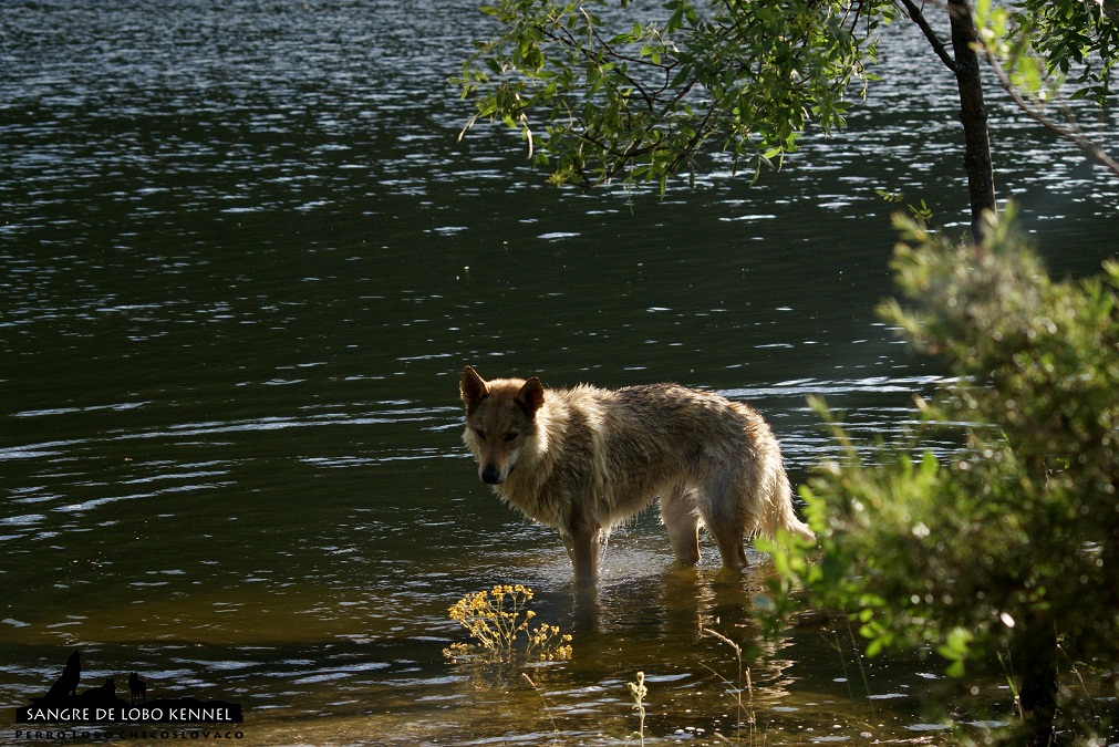 perro_lobo_checoslovaco_sangre_de_lobo_kennel_primavera_lago_mononoke_05