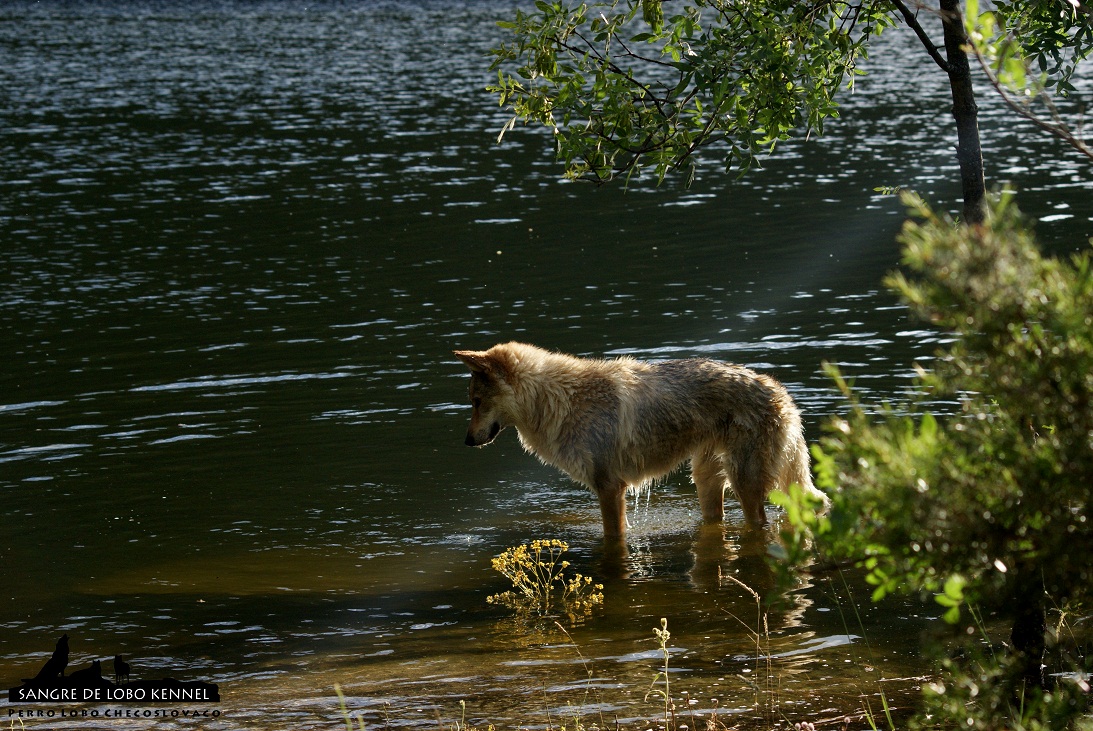 perro_lobo_checoslovaco_sangre_de_lobo_kennel_primavera_lago_mononoke_06