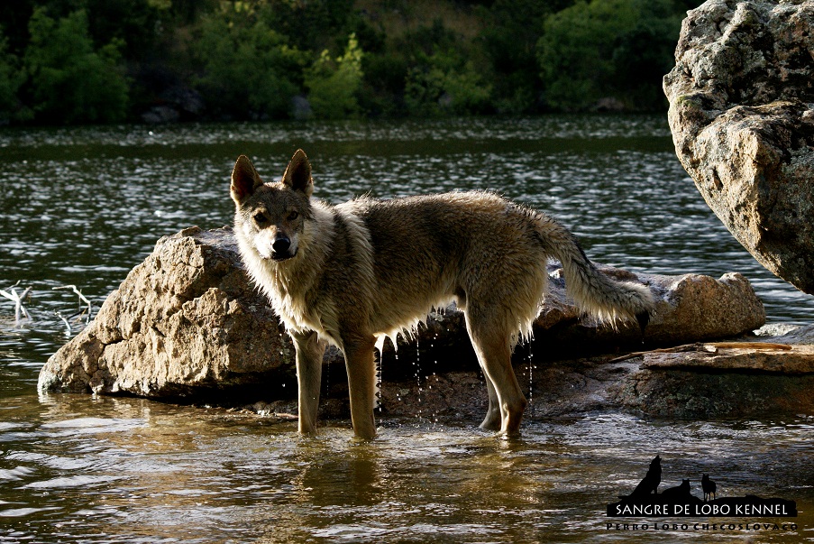 perro_lobo_checoslovaco_sangre_de_lobo_kennel_primavera_lago_mononoke_08