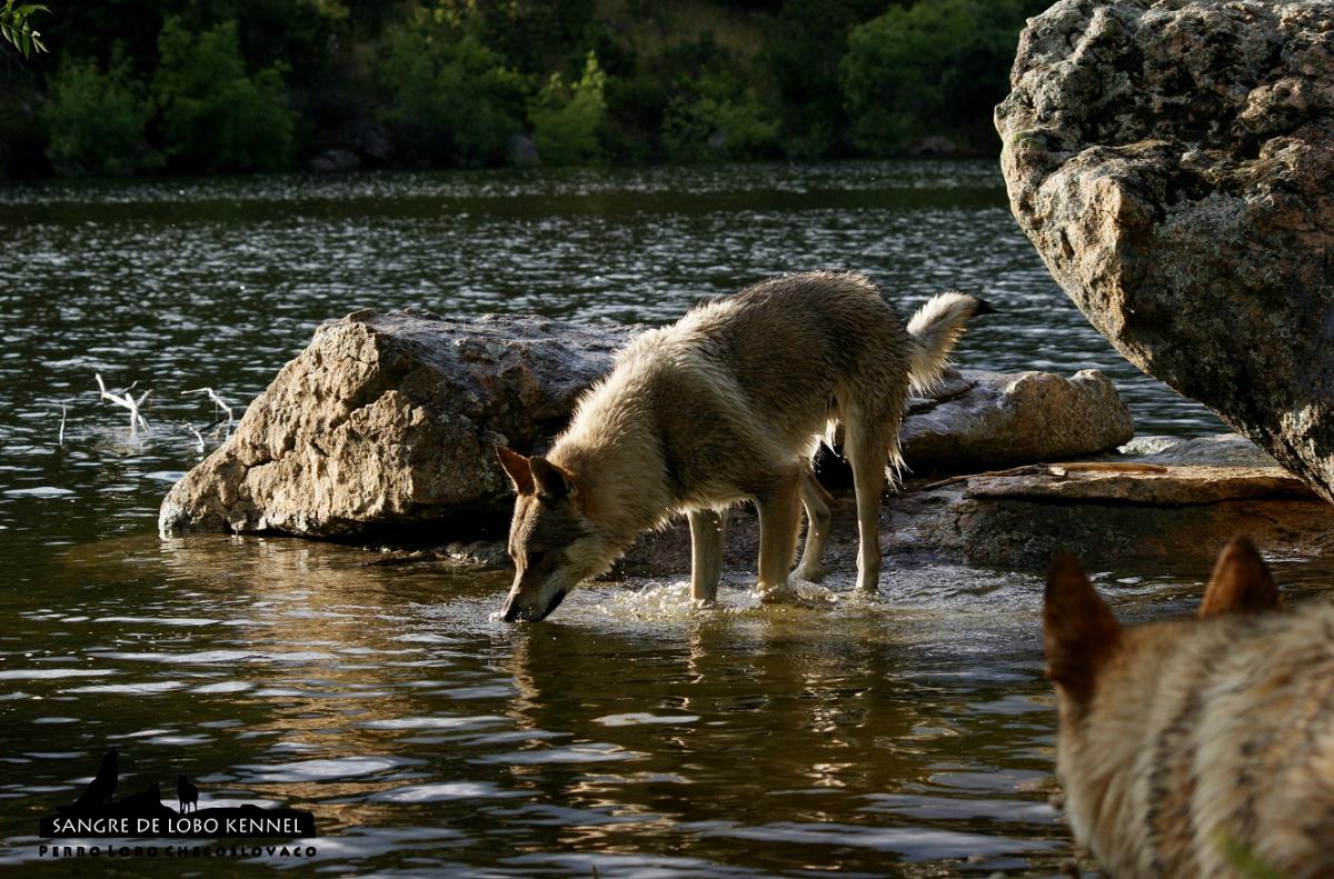 perro_lobo_checoslovaco_sangre_de_lobo_kennel_primavera_lago_mononoke_09