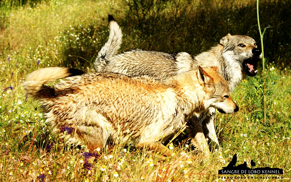 perro_lobo_checoslovaco_sangre_de_lobo_kennel_primavera_lago_mononoke_10