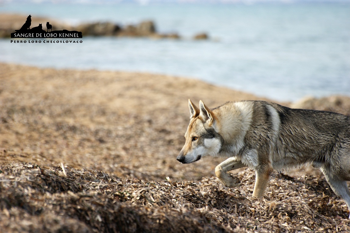 perro_lobo_checoslovaco_sangre_de_lobo_padre_e_hijo_playa_01
