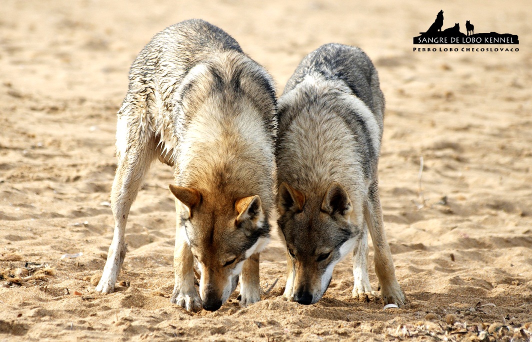 perro_lobo_checoslovaco_sangre_de_lobo_padre_e_hijo_playa_02