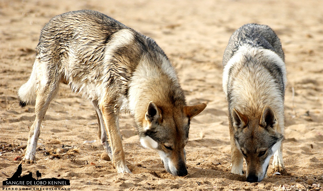 perro_lobo_checoslovaco_sangre_de_lobo_padre_e_hijo_playa_03