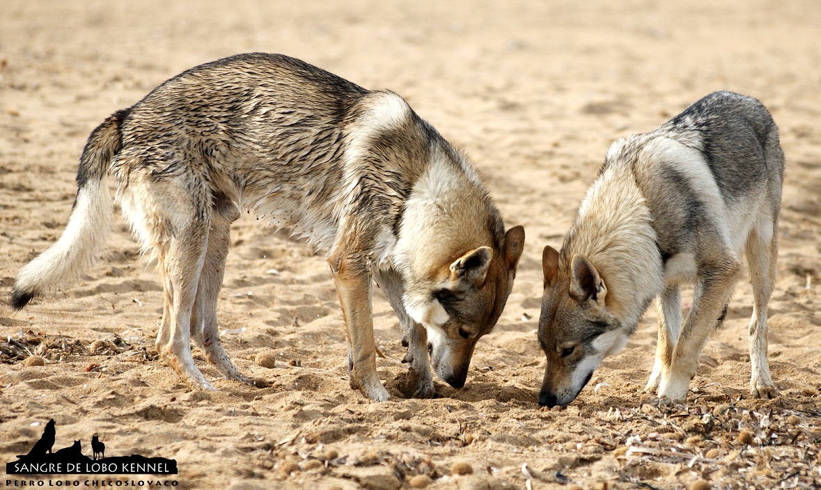 perro_lobo_checoslovaco_sangre_de_lobo_padre_e_hijo_playa_04