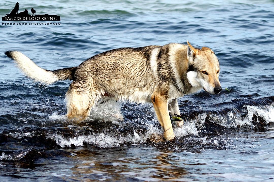 perro_lobo_checoslovaco_sangre_de_lobo_padre_e_hijo_playa_05