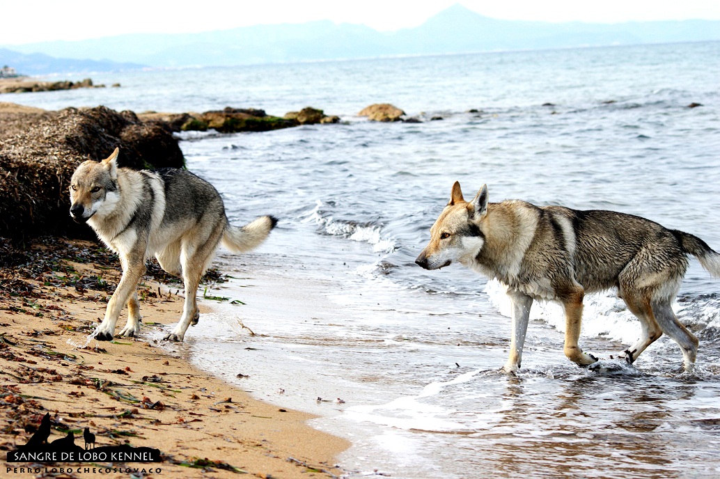 perro_lobo_checoslovaco_sangre_de_lobo_padre_e_hijo_playa_06