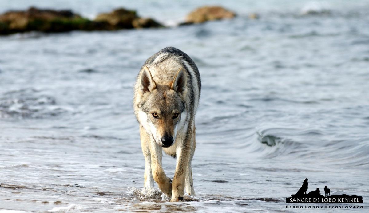 perro_lobo_checoslovaco_sangre_de_lobo_padre_e_hijo_playa_07