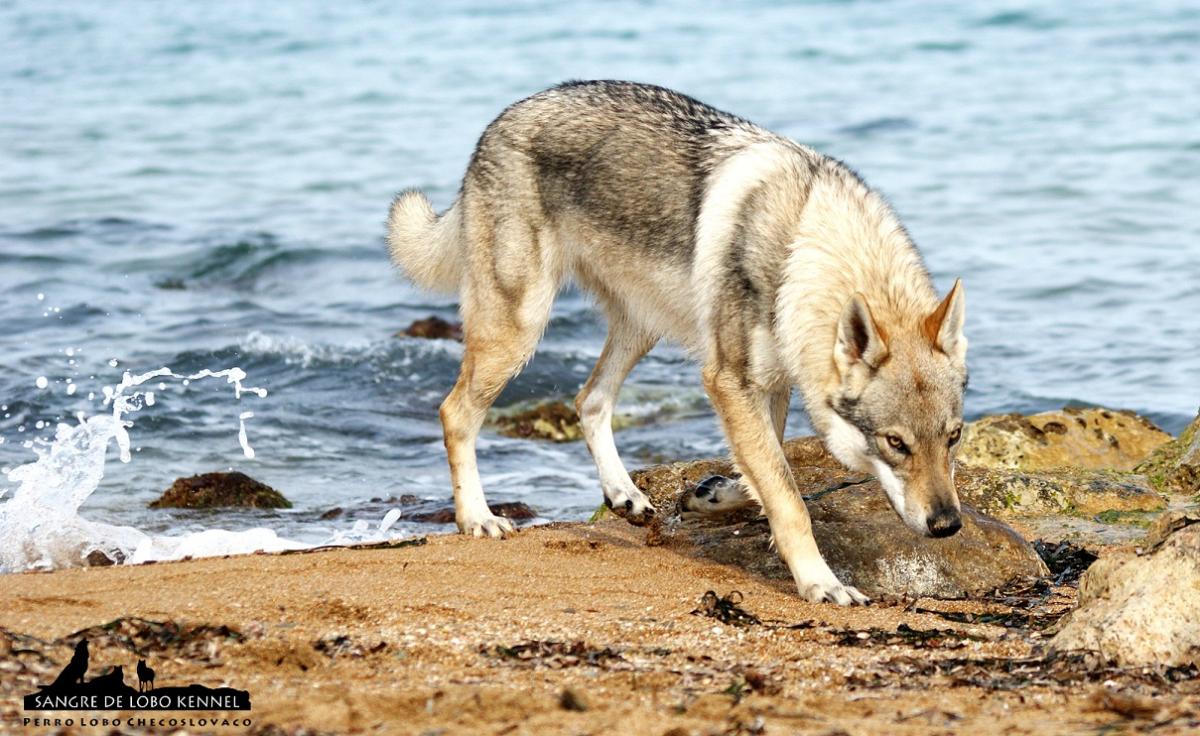 perro_lobo_checoslovaco_sangre_de_lobo_padre_e_hijo_playa_10