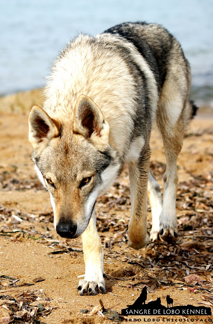 perro_lobo_checoslovaco_sangre_de_lobo_padre_e_hijo_playa_11