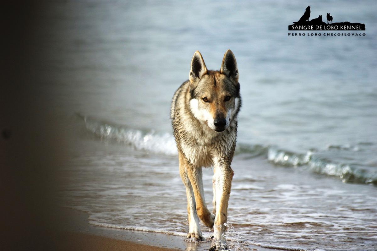 perro_lobo_checoslovaco_sangre_de_lobo_padre_e_hijo_playa_12
