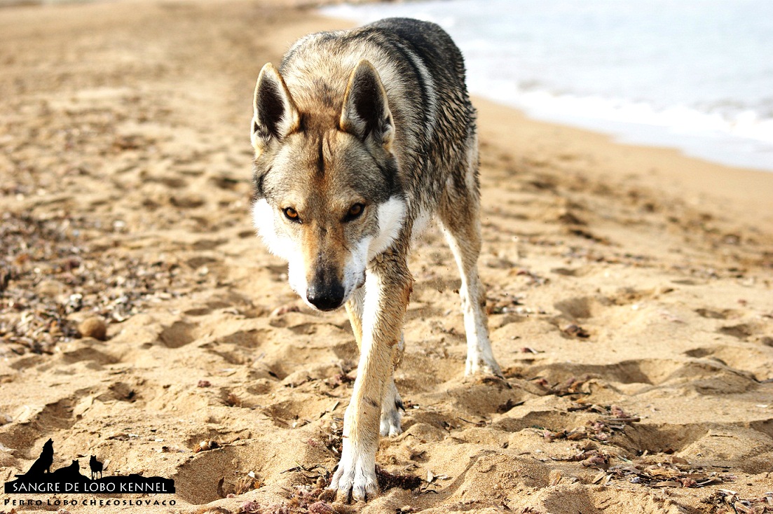 perro_lobo_checoslovaco_sangre_de_lobo_padre_e_hijo_playa_13