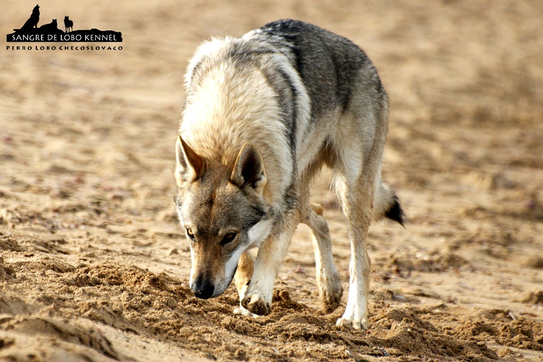 perro_lobo_checoslovaco_sangre_de_lobo_padre_e_hijo_playa_14