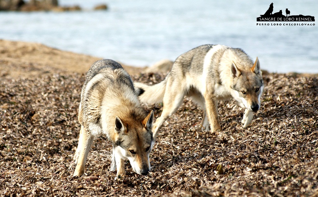 perro_lobo_checoslovaco_sangre_de_lobo_padre_e_hijo_playa_15