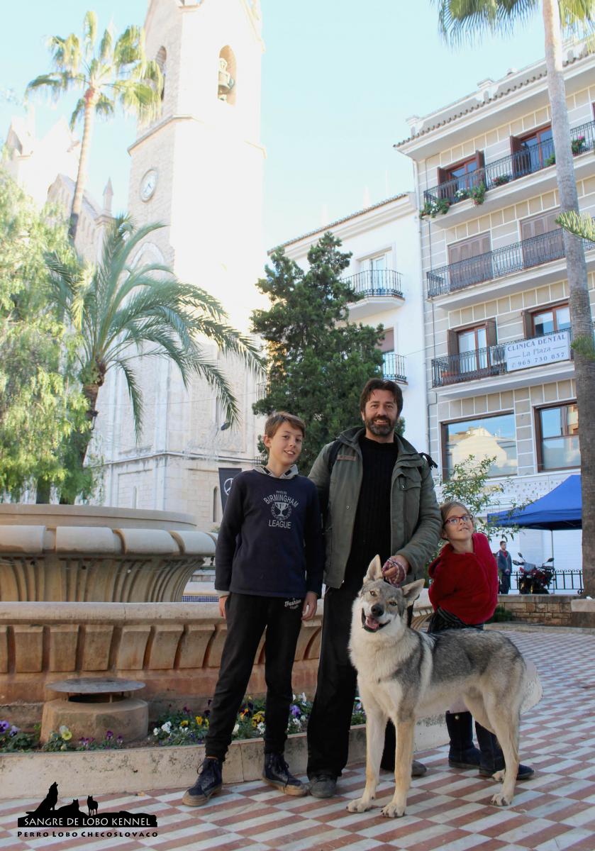 perro_lobo_checoslovaco_socializacion_sangre_de_lobo_aldaron_feria_03