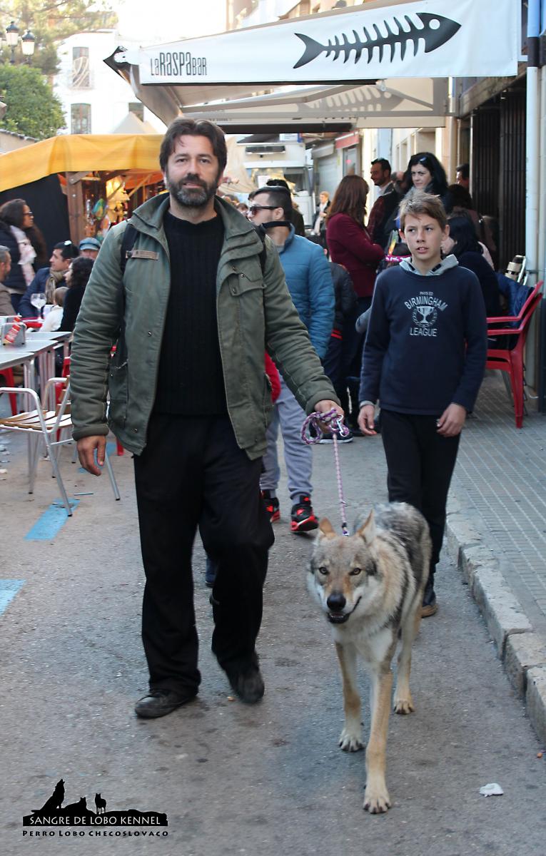 perro_lobo_checoslovaco_socializacion_sangre_de_lobo_aldaron_feria_04