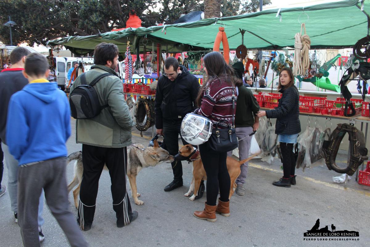 perro_lobo_checoslovaco_socializacion_sangre_de_lobo_aldaron_feria_05