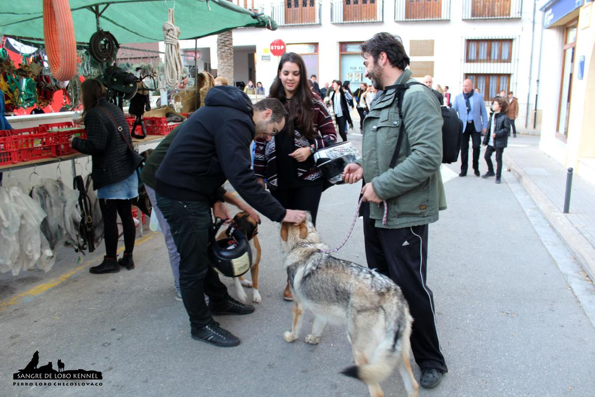 perro_lobo_checoslovaco_socializacion_sangre_de_lobo_aldaron_feria_06