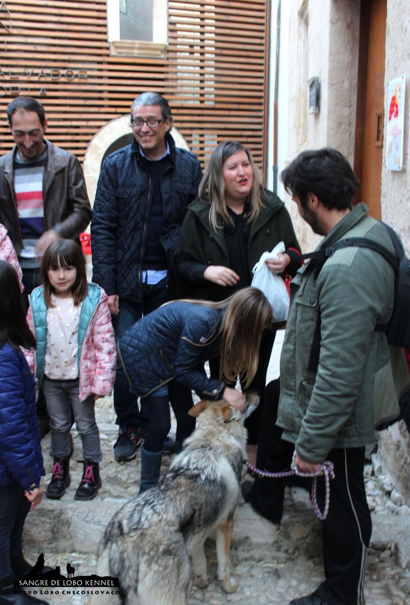 perro_lobo_checoslovaco_socializacion_sangre_de_lobo_aldaron_feria_07