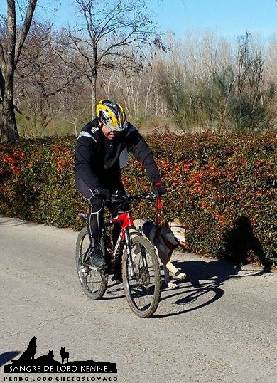 perro_lobo_checoslovaco_zarina_del_castillo_de_sax_bikejoring_deporte_sangre_de_lobo