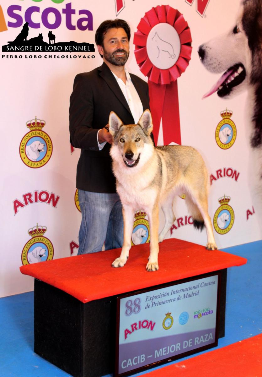 perro_lobo_checoslovaco_zarina_del_castillo_de_sax_mejor_de_raza_ifema_rsce_madrid_bob_sangre_de_lobo